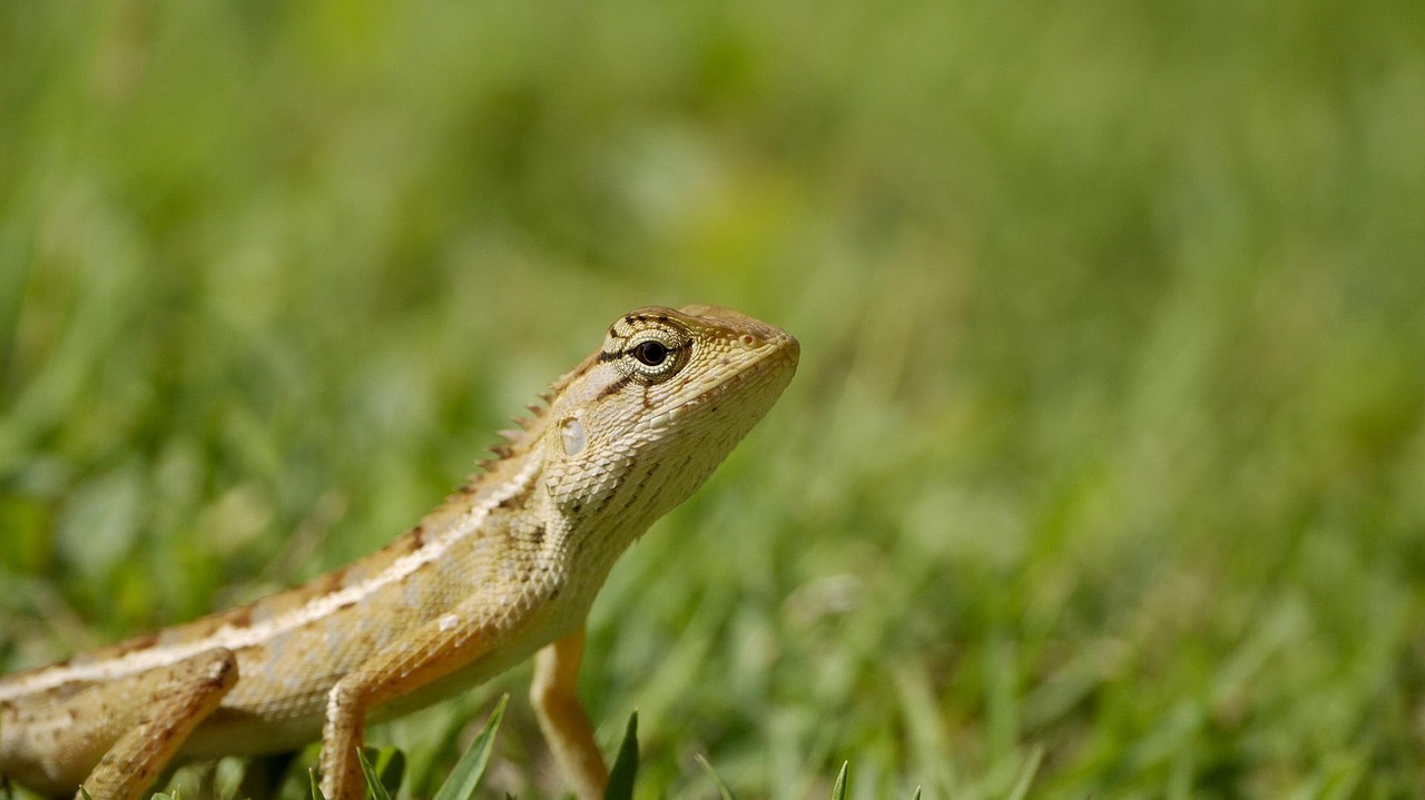 Reptilien und Amphibien