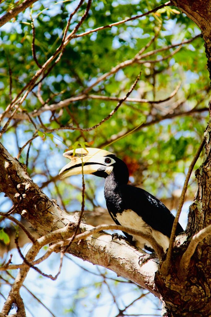 Toucan in Thailand