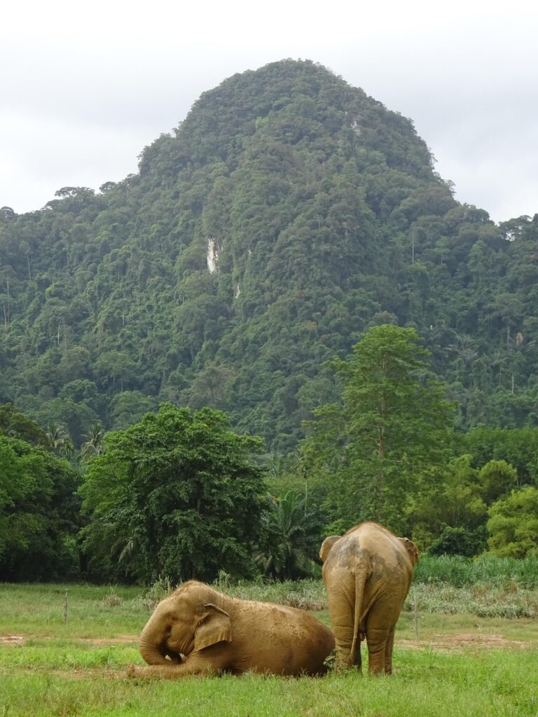 Wilde Elefanten in Thailand